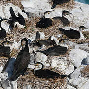 White-breasted Cormorant