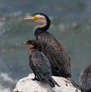 Reed Cormorant