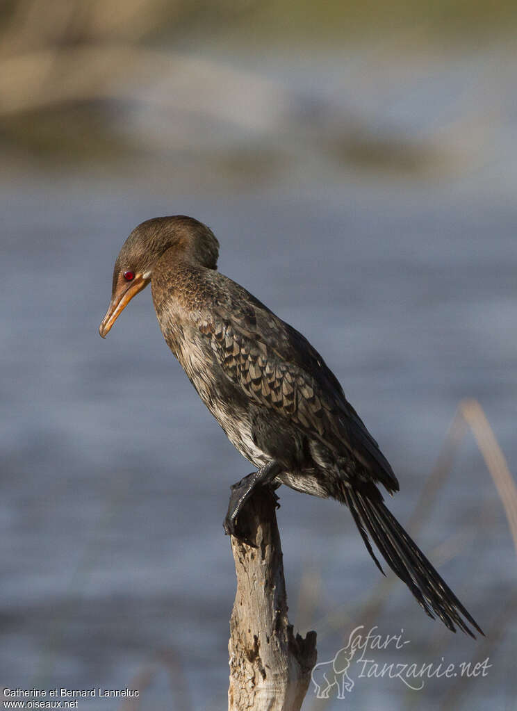 Cormoran africainimmature, identification