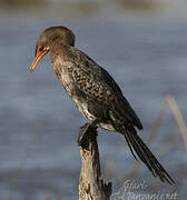 Reed Cormorant