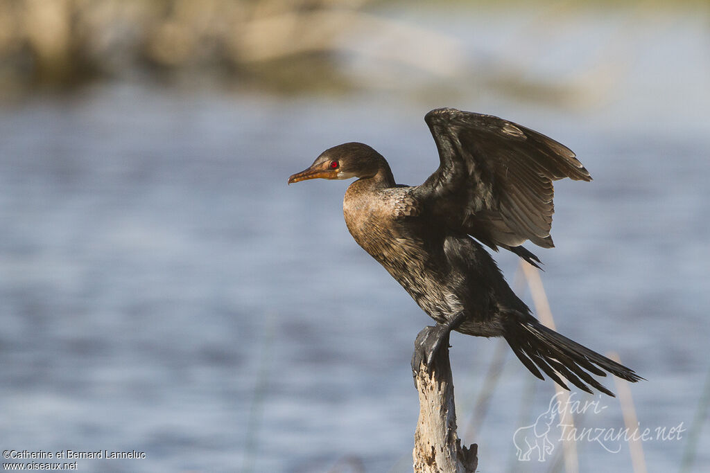 Reed Cormorantadult, Flight