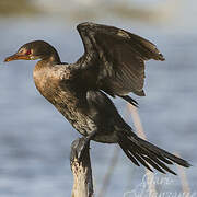 Reed Cormorant