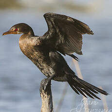 Cormoran africain