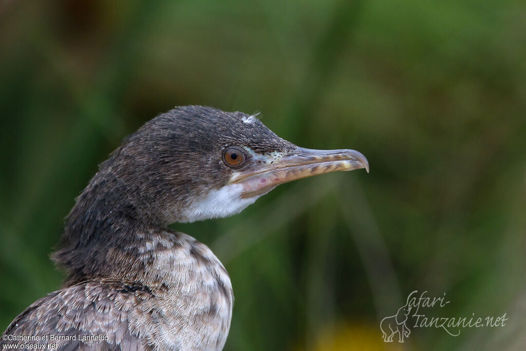 Reed Cormorantimmature, close-up portrait