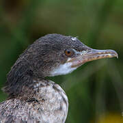 Reed Cormorant