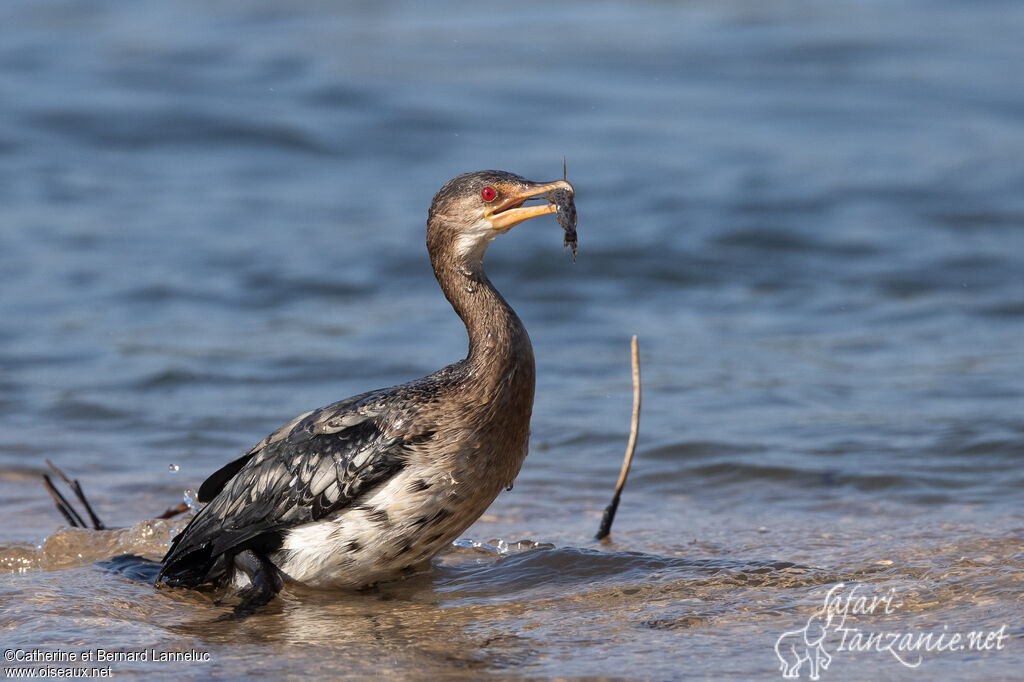 Reed Cormorant, fishing/hunting