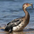 Cormoran africain