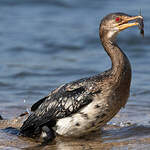 Cormoran africain