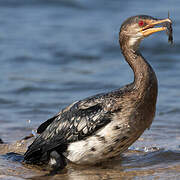 Reed Cormorant