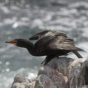 Crowned Cormorant