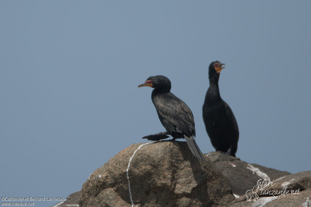 Cormoran couronnéadulte, Comportement