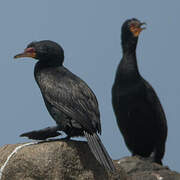 Crowned Cormorant