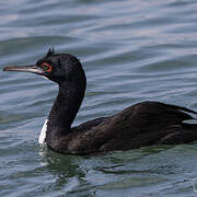 Guanay Cormorant