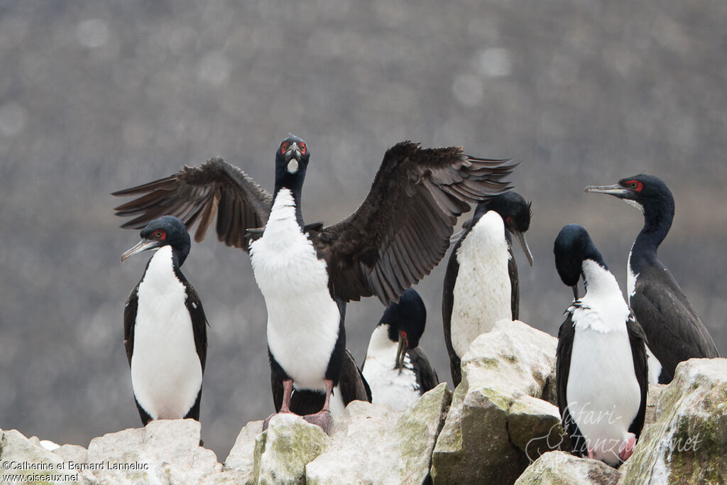 Cormoran de Bougainvilleadulte