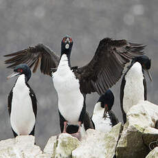 Cormoran de Bougainville