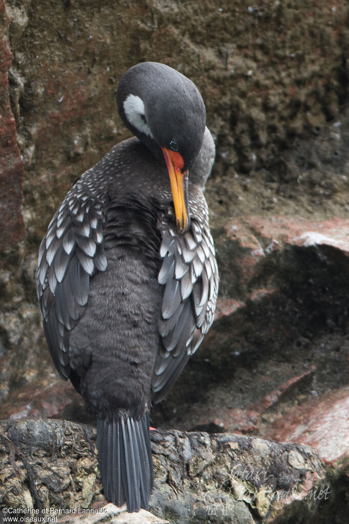 Cormoran de Gaimardadulte