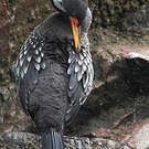 Cormoran de Gaimard