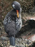 Cormoran de Gaimard