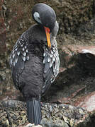 Red-legged Cormorant