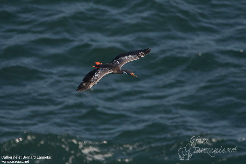 Cormoran de Gaimardadulte, Vol