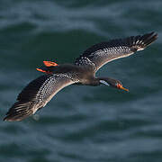 Red-legged Cormorant