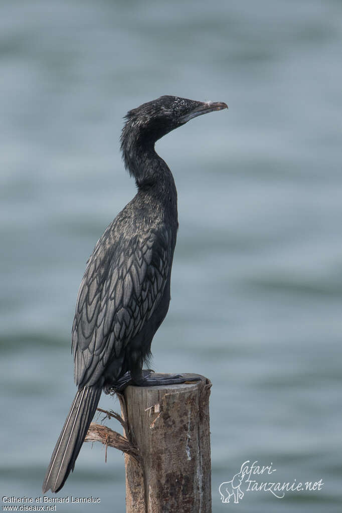 Cormoran de Vieillotadulte nuptial, identification