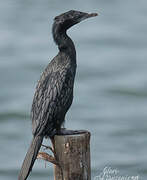 Little Cormorant