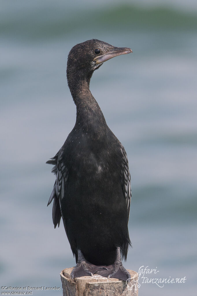 Little Cormorantsubadult