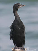 Little Cormorant