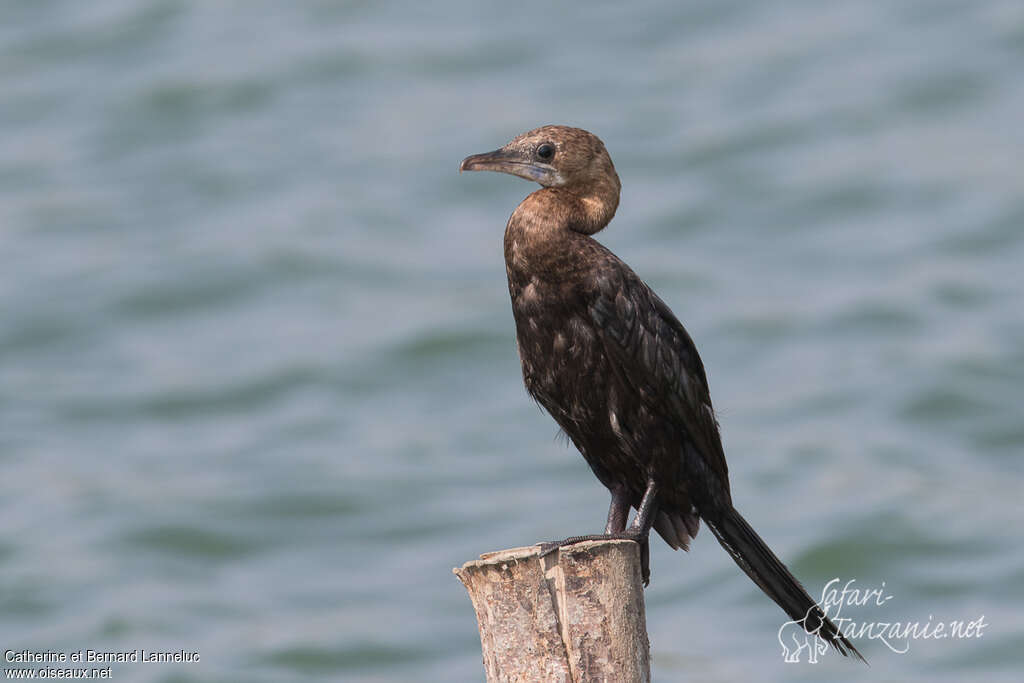 Cormoran de Vieillot2ème année, pigmentation