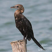 Little Cormorant