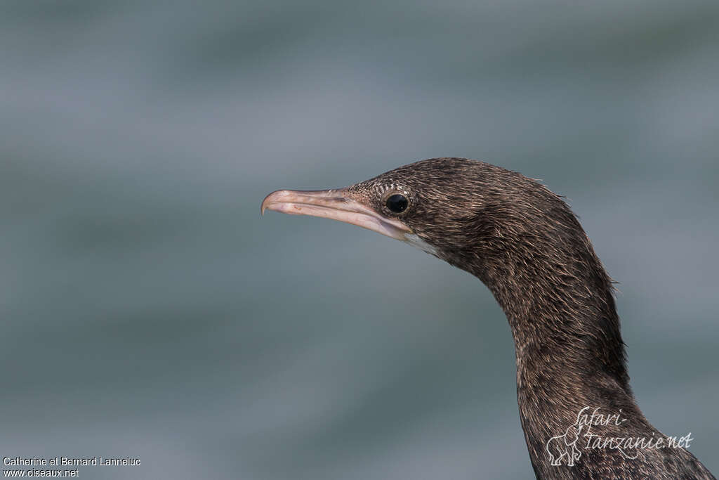 Cormoran de Vieillotimmature, portrait