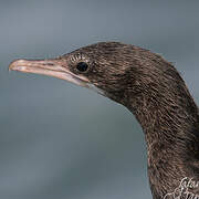 Little Cormorant