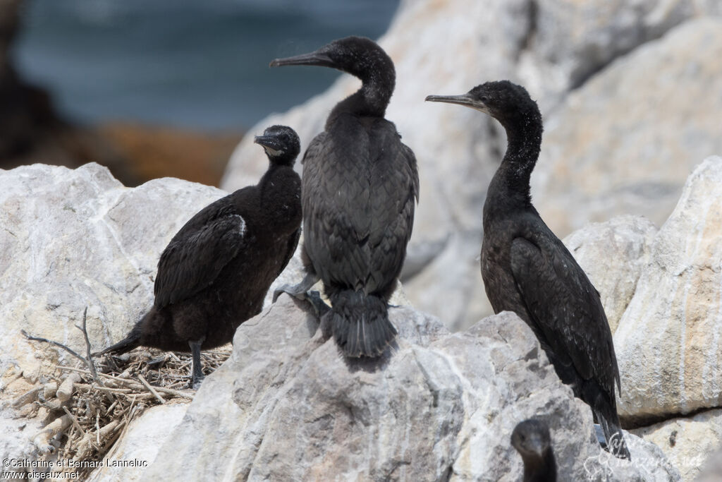 Cormoran des bancs