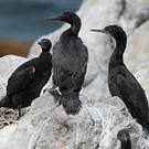 Cormoran des bancs