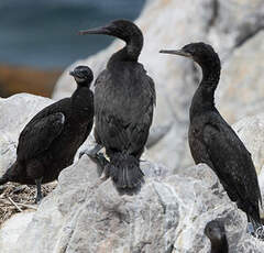 Cormoran des bancs