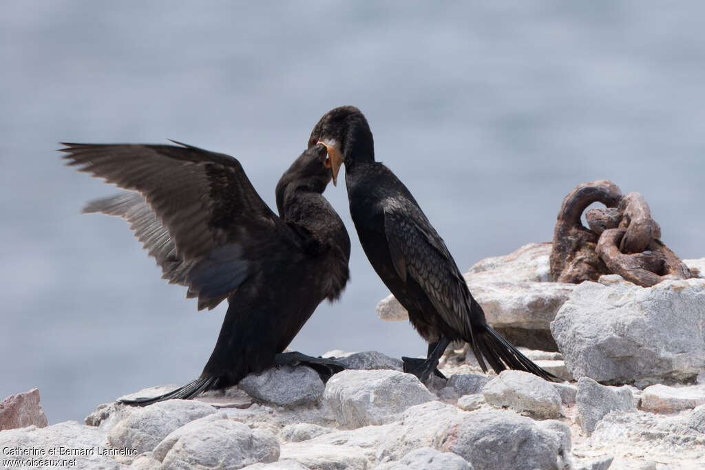 Cormoran du Cap, mange, Nidification