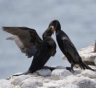 Cape Cormorant