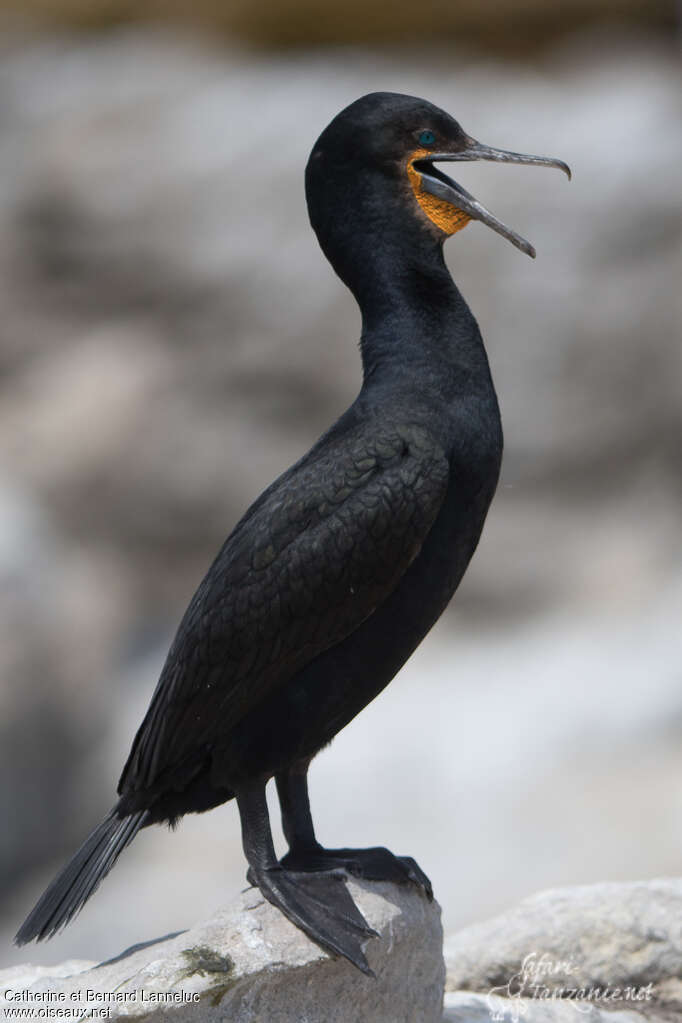 Cormoran du Capadulte, portrait