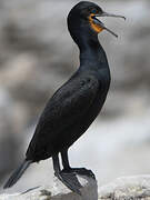 Cape Cormorant