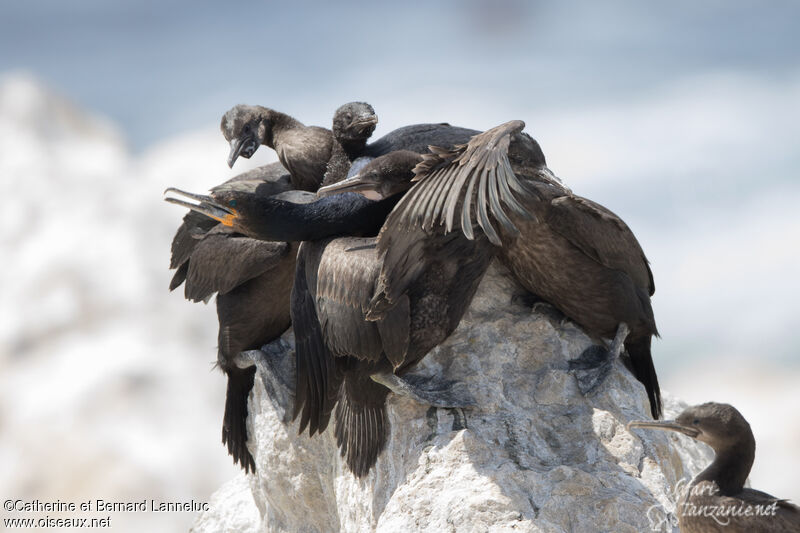 Cape Cormorant, Reproduction-nesting