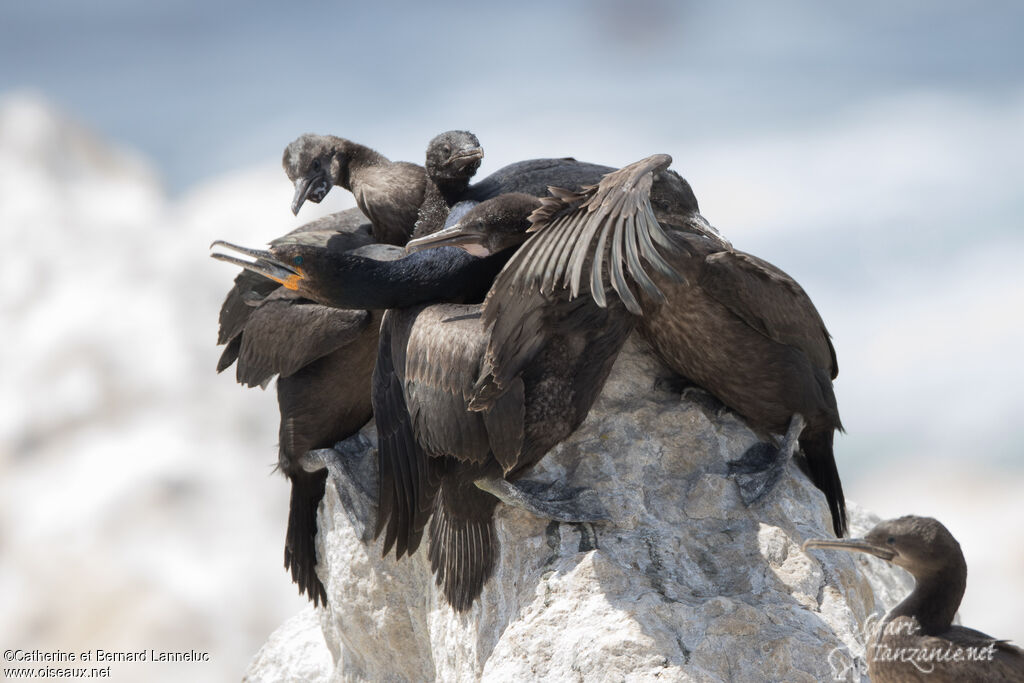 Cormoran du Cap, Nidification