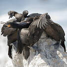 Cormoran du Cap
