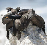 Cormoran du Cap