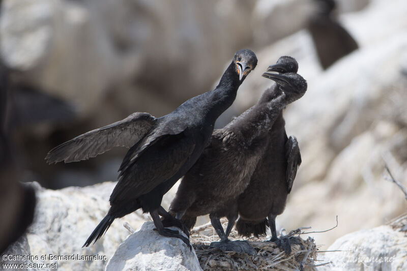 Cape Cormorant, Reproduction-nesting