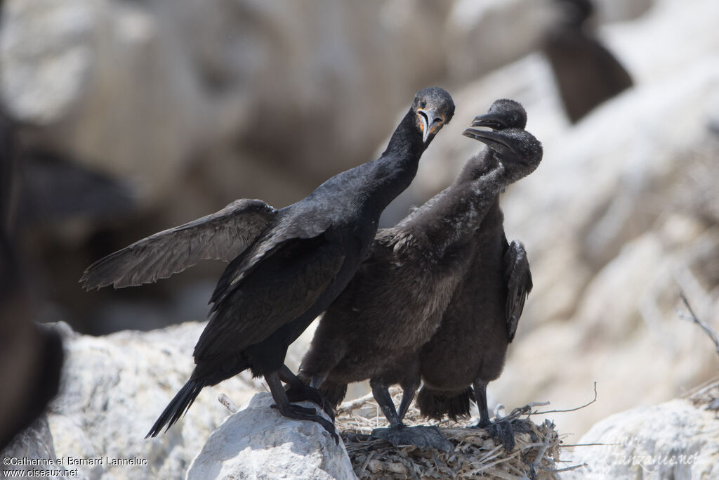 Cormoran du Cap, Nidification