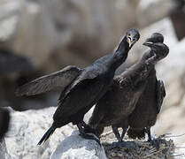 Cape Cormorant