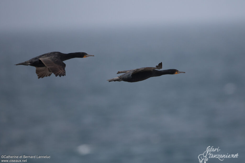 Cormoran du Capadulte, Vol