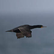 Cape Cormorant