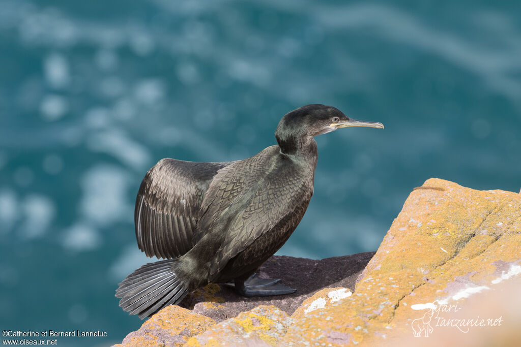 European Shagsubadult, identification